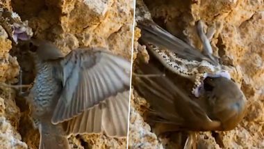Viral Video: चिड़िया को देखते ही विशालकाय सांप ने मारा झपट्टा, इस तरह दबोची गर्दन कि छुड़ाना हो गया मुश्किल