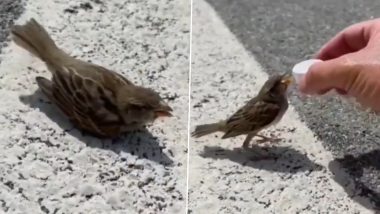 भीषण गर्मी में प्यास से तड़पने लगी नन्ही चिड़िया, शख्स ने बोतल के ढक्कन से पिलाया पानी (Watch Viral Video)
