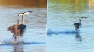 पक्षियों के एक जोड़े ने झील में लगाई जबरदस्त दौड़, मनमोहक वीडियो जीत लेगा आपका दिल (Watch Viral Video)
