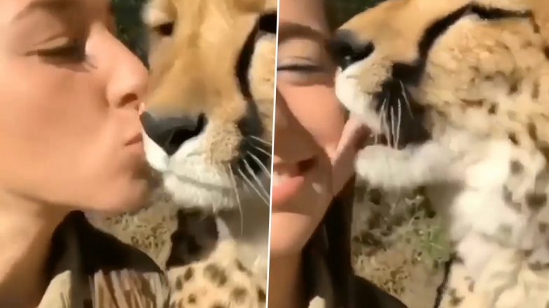 Shocking! चीता से डरने के बजाय उसे प्यार से किस करती दिखी लड़की, Viral Video देखकर उड़ जाएंगे आपके होश