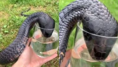 Viral Video: काले रंग के किंग कोबरा को लगी प्यास, कांच के ग्लास में पानी पीते सांप का वीडियो हुआ वायरल