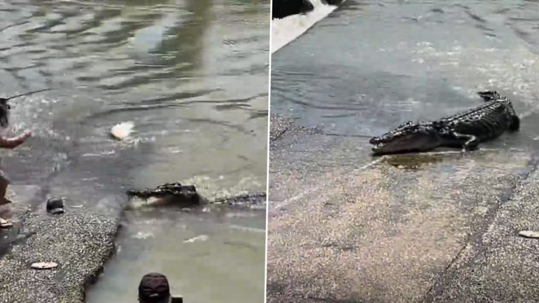 Crocodile Drags Man Into River: नदी में तैरते समय व्यक्ति पर मगरमच्छ ने किया हमला, घसीटते हुए पानी में ले गया
