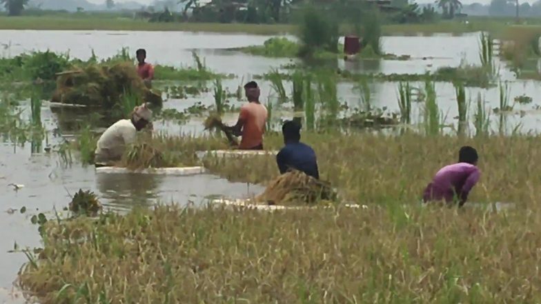 Assam Floods: बाढ़ के बाद मुश्किल में किसान, फसल का बड़ा हिस्सा हुआ बर्बाद