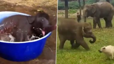 Viral Video: बाथटब में अटखेलियां करता दिखा नन्हा हाथी, भीषण गर्मी में चिल करते गजराज का मनमोहक वीडियो हुआ वायरल