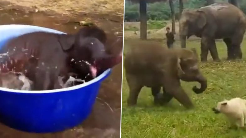 Viral Video: बाथटब में अटखेलियां करता दिखा नन्हा हाथी, भीषण गर्मी में चिल करते गजराज का मनमोहक वीडियो हुआ वायरल