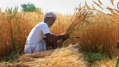 Wheat Export Ban: भारत के एक्शन से दुनियाभर में गहराएगा खाद्यान्न संकट? जानें क्यों बने ऐसे हालात