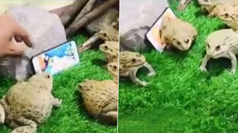 Viral Video: अपने ही वीडियो को बड़े आराम से देखता नजर आया मेंढकों का झुंड, वायरल वीडियो देख हो जाएंगे हैरान
