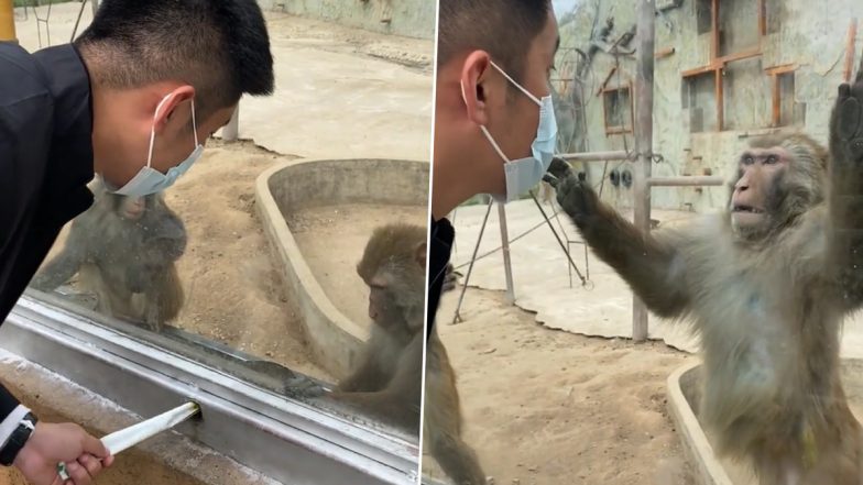 Viral Video: शख्स ने बंदरों को परेशान करने की कर दी गलती, फिर जो हुआ... देखें वायरल वीडियो