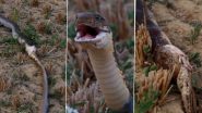 Viral Video: बिल में आराम फरमा रहे किंग कोबरा को खींच लाया विशालकाय सांप, पल भर में कर दिया उसका काम तमाम