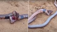 Viral Video: देखते ही देखते आपस में भिड़ गए दो किंग कोबरा, दोनों के बीच आखिरी सांस तक चली खूनी जंग