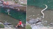 नदी में पत्थर पर आराम से बैठा था शख्स, अचानक उसके पीछे पड़ गया विशालकाय सांप और फिर... (Watch Viral Video)