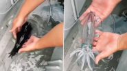 Viral Video: पानी से बाहर आते ही रहस्यमय ढंग से ट्रांसपेरेंट हो गई स्क्विड, उसकी अद्भुत क्षमता देख दंग रह जाएंगे आप