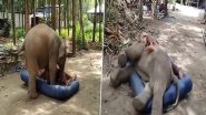 जब केयरटेकर के साथ जमकर मस्ती करने लगा हाथी, मजेदार वीडियो देख छूट जाएगी आपकी हंसी (Watch Viral Video)