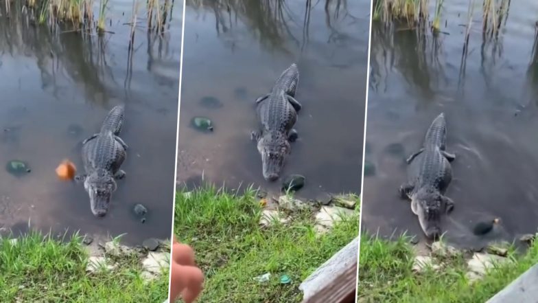 Viral Video: मगरमच्छ को खाना खिला रहा था शख्स, तभी बीच में आकर कछुए ने छीन लिया निवाला