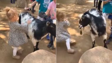 Viral Video: बकरे को सहला कर प्यार जता रही थी बच्ची, जानवर ने फिर जो किया नजारा देख दंग रह जाएंगे आप
