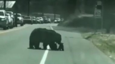 बीच सड़क पर अपनी मां के साथ जब मस्ती करने लगे नन्हे भालू, नजारा देखने के लिए रूक गया गाड़ियों का काफिला (Watch Viral Video)