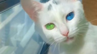 इस बिल्ली की आंखों का रंग देख उड़े लोगों के होश, वायरल वीडियो को देख आप भी हो जाएंगे हैरान (Watch Viral Video)