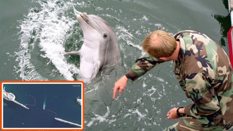 Black Sea में आर्मी की तरह ट्रेंड जासूसी डॉल्फिंस का इस्तेमाल कर रहा है रूस, सैटेलाइट तस्वीरों से खुला ये राज
