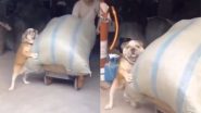 मालिक के लिए हेल्पर बना पालतू कुत्ता, भारी-भरकम बोरे को ढोने में ऐसे की मदद (Watch Viral Video)