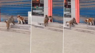 मस्ती काटने के लिए कुत्ते से पंगा लेना बंदर को पड़ा भारी, Viral Video में देखें क्या हुआ अंजाम
