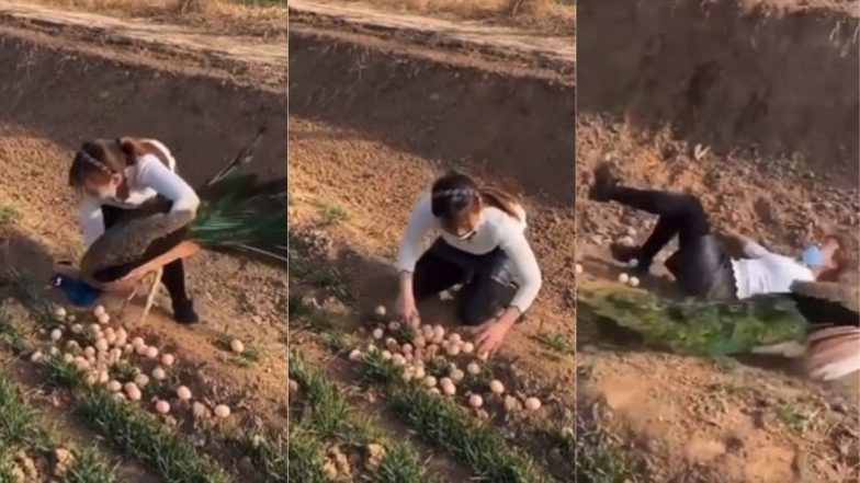 मोरनी को भगाकर उसके अंडे चुराने लगी महिला, तभी गुस्साए पक्षी ने कुछ इस अंदाज में सिखाया सबक (Watch Viral Video)