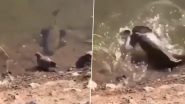 जब ‘जल की रानी’ मछली बन गई खूंखार शिकारी, बड़ी ही चालाकी से किया कबूतर का शिकार (Watch Viral Video)
