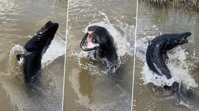 Jet-Black River Beast! टेक्सास में मछुआरों ने बड़े डरावने सफेद दांत वाले दुर्लभ मगरमच्छ गार को पकड़ा, तस्वीरें हुई वायरल