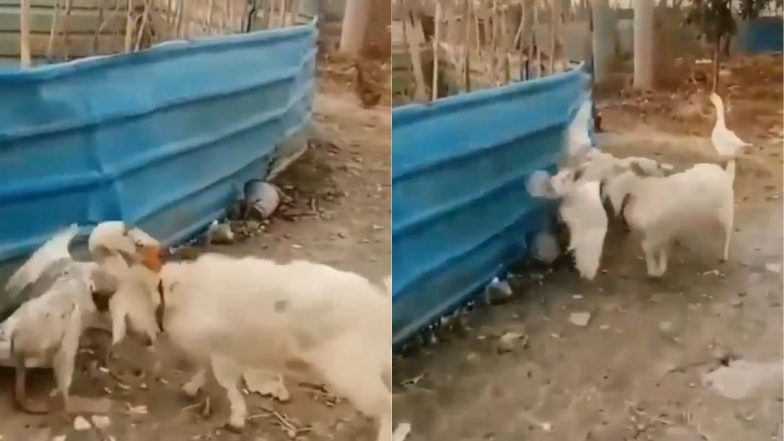 Viral Video: बकरी और बत्तख में हुई जबरदस्त लड़ाई, कुछ इस तरह से एक-दूसरे को पटखनी देते आए नजर