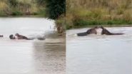 Viral Video: जब पानी के भीतर ही भिड़ गए दो दरियाई घोड़े, हिप्पो की लड़ाई का हैरान करने वाला वीडियो वायरल