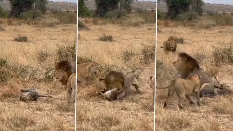 Viral Video: एक ही झटके में शेर ने कर दिया तेंदुए को चित्त,  वायरल वीडियो में जंगल के राजा कैसा किया उसका हाल