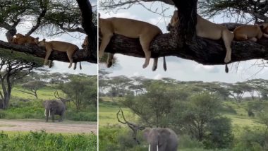 Viral Video: भोजन करने के बाद पेड़ की डाल पर सुकून से सोते दिखे कई शेर, वीडियो देख हैरान रह जाएंगे आप