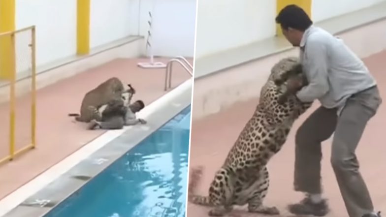 Viral Video: गुस्साए तेंदुए ने किया हमला तो शख्स ने ऐसे किया पलटवार, वायरल वीडियो देख हो जाएंगे हैरान