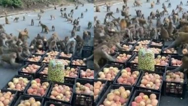 आडू की टोकरियों को देखते ही उस पर टूट पड़ा बंदरों का झुंड, हैरान करने वाला वीडियो हुआ वायरल (Watch Viral Video)