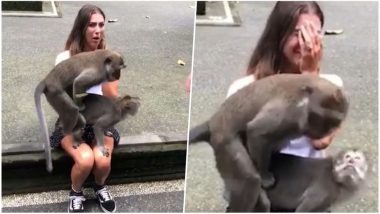 Monkeys Having Sex: जब महिला पर्यटक पर सेक्स करने लगा बंदरों का एक जोड़ा, महिला का के रिएक्शन वाला वीडियो हुआ वायरल