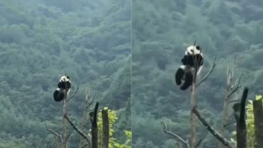 पेड़ पर चढ़कर मस्ती करता दिखा क्यूट पांडा, उसकी अटखेलियां देख बन जाएगा आपका दिन (Watch Viral Video)