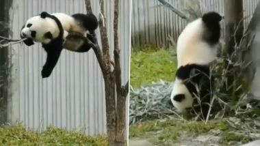 पेड़ पर चढ़ने की कोशिश कर रहा था पांडा, लेकिन हुआ कुछ ऐसा... Viral Video देख हंसते-हंसते हो जाएंगे लोटपोट