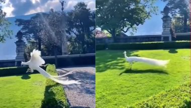 White Peacock Viral Video: क्या आपने कभी सफेद मोर देखा है? इस दुर्लभ पक्षी की सुंदरता के कायल हो जाएंगे आप