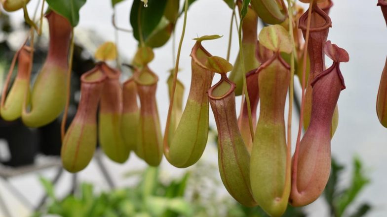Penis Plants! पुरुषों के प्राइवेट पार्ट की तरह दिखने वाले पेनिस प्लांट का महिलाओं में बढ़ा क्रेज, परेशान पर्यावरण अधिकारियों ने की यह अपील