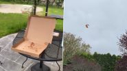 Viral Video: देखते ही देखते पिज्जा लेकर आसमान में उड़ गई चिड़िया, मेज पर पड़ा रह गया खाली डिब्बा