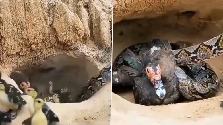Viral Video: बत्तख के बच्चों को अपना शिकार बनाने चला था अजगर, मां ने ऐसे बचाई उनकी जिंदगी