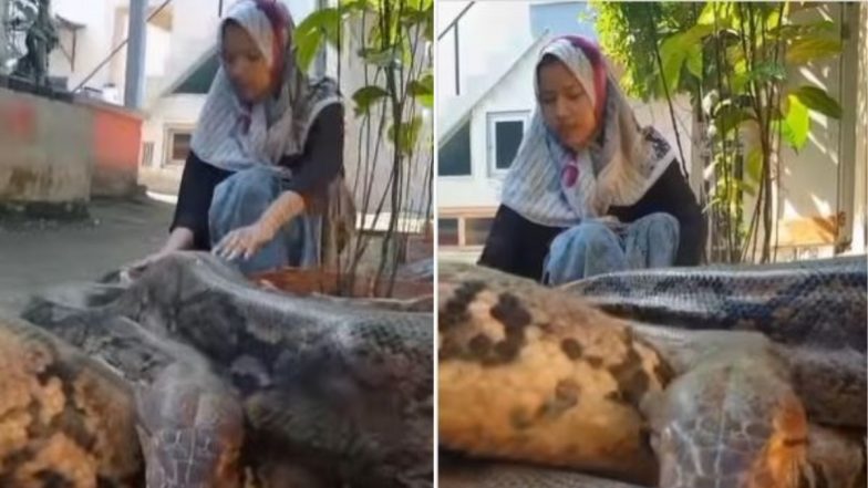 Python Viral Video: जब विशालकाय अजगर पर प्यार लुटाती दिखी महिला, आंखों में नहीं दिखा कोई खौफ