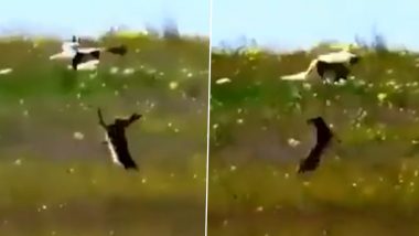 चील के रूप में सिर पर मंडरा रहा था मौत का खतरा, Viral Video में देखें कैसे खरगोश ने डटकर किया सामना