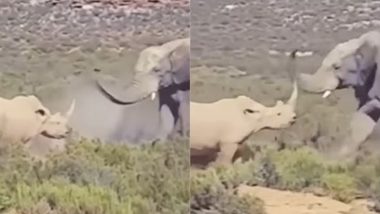 Viral Video: जंगल में गैंडे का दिखा खतरनाक अंदाज, हाथी पर किया ऐसा अटैक कि... देखते रह जाएंगे आप