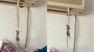 Viral Video: चूहे को दबोच कर एसी में घुसा खतकनाक सांप, वायरल वीडियो उड़ा देगा आपके होश