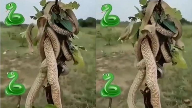 जब एक ही टहनी पर आपस में भिड़े कई किंग कोबरा, सांपों की लड़ाई का हैरान करने वाला वीडियो हुआ वायरल (Watch Viral Video)