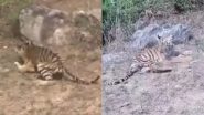 Viral Video: बाघ के शावकों पर ग्रामीणों ने पत्थरों से किया हमला, वायरल वीडियो देख गुस्साए लोग