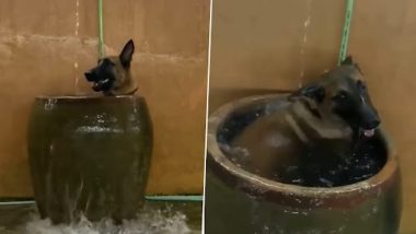 Dog Takes a Dip in Thanda Paani: गर्मी से परेशान डॉग ने ठंडे पानी के बर्तन में लगाई डूबकी, देखें नहाने का मनमोहक वीडियो