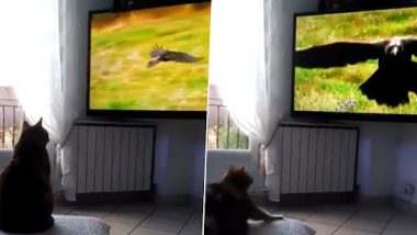 Viral Video: टीवी पर गिद्ध को अपनी ओर उड़ता देख डरकर भागी बिल्ली, देखें मजेदार वीडियो