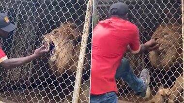 Lion Bites off Man Finger: जमैका के चिड़ियाघर में शख्स शेर से कर रहा था छेड़खानी, उसके बाद हुआ कुछ ऐसा...देखें वीडियो
