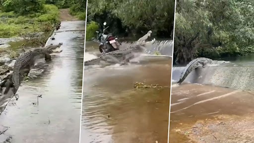 Viral Video: शिकार के लिए पानी से निकला मगरमच्छ, फिर नदी में ही गायब देखें खतरनाक वीडियो